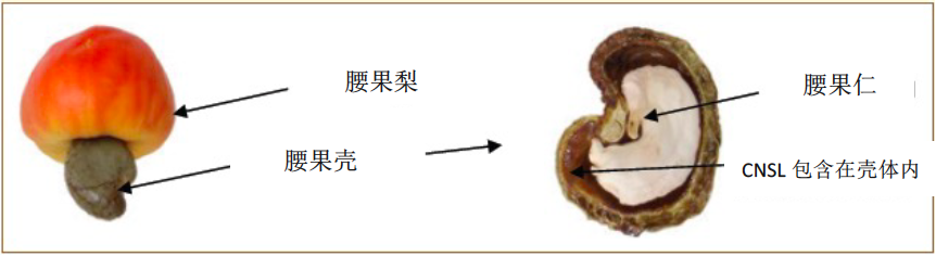 剖面图腰果壳.png